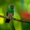Kolibrik rezavoocasy - Amazilia tzacatl - Rufous-tailed Hummingbird o2550
